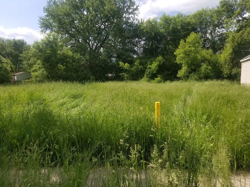 Can you see the snake hiding?