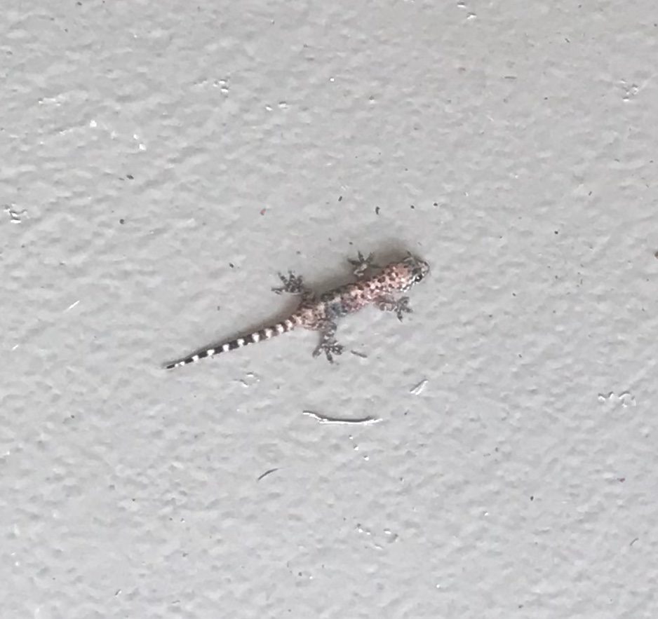 The Houston usual... a Gecko The Houston usual... a Gecko