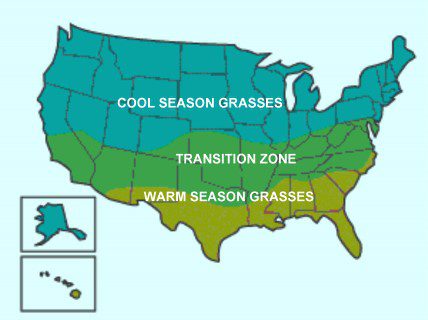Types of Grass