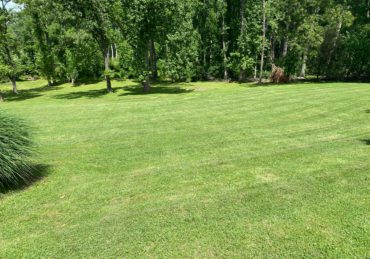 Fresh mowed lawn in Kingwood Texas