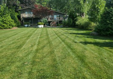 Fresh mowed lawn in Evanston Illinois
