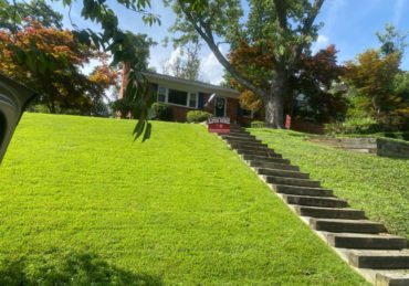 Fresh mowed lawn in Alexandria Virginia