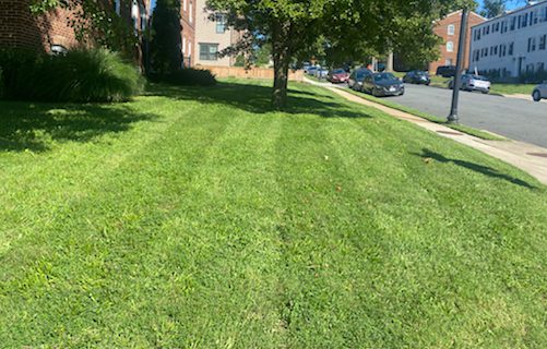 Freshly mowed lawn in Bowie Maryland