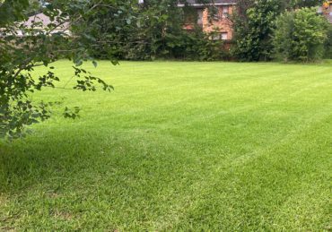 Fresh mowed lawn in Mesquite Texas